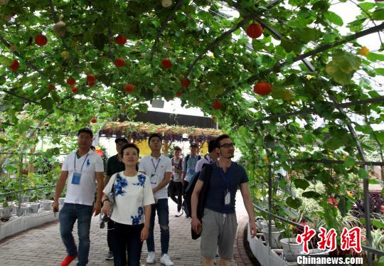 圖為海外媒體記者參觀玉林“五彩田園”現(xiàn)代特色農(nóng)業(yè)示范區(qū)?！钪拘?攝