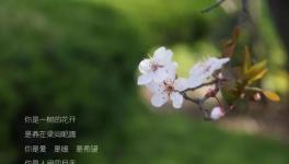 人間四月天，水泥廠里眾位“仙子”在等著與你浪漫邂逅