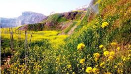 綠色礦山生態(tài)修復 水泥企業(yè)礦區(qū)迎來春天