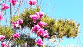 復(fù)工復(fù)產(chǎn)進(jìn)行時(shí)：詩韻畫卷里的洛陽中聯(lián)！